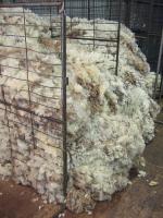 Wool Gathering by school Principal Sheree Alabaster in New Zealand